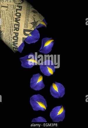 Vibrant Iris petals isolated against black background Stock Photo
