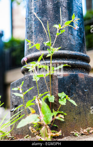 Weed growing at the base of an iron bollard in a city. Stock Photo