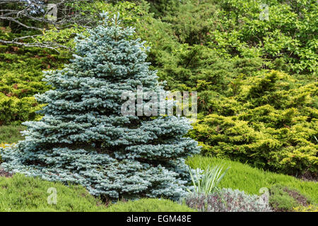 Perfectly formed ornamental blue spruce (Picea pungens glauca globosa)in a evergreen garden. Stock Photo