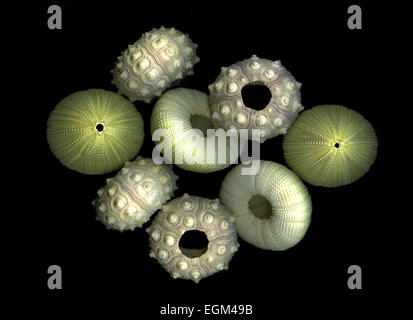 Medley of colorful sea urchins isolated against a black background Stock Photo