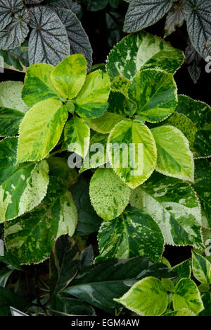 Acalphya wilkesiana  Java White Stock Photo