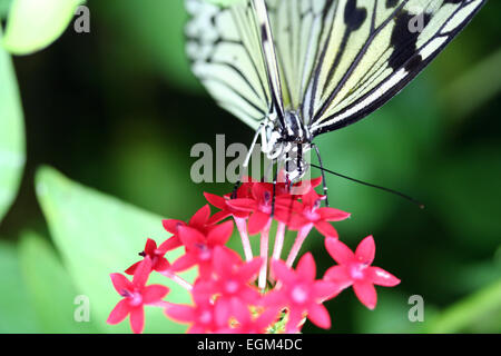 A paper kite, rice paper, or  tree(or wood-) nymph butterfly (Idea leuconoe) on a red flower at Butterfly World in Klapmuts Stock Photo
