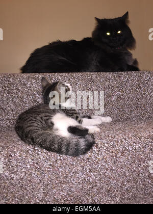Cats on steps. Stock Photo
