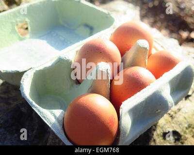 5 eggs in eggbox Stock Photo