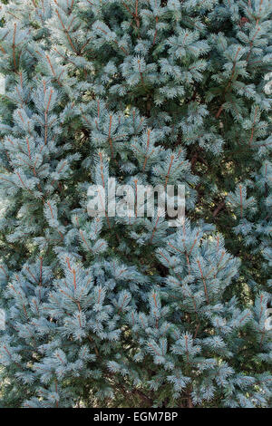 Blue spruce (Picea pungens “Iseli Fastigate”). Stock Photo