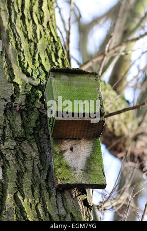 Bat box on a tree trunk Stock Photo