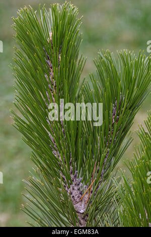 Bosnian pine (Pinus heldreichii). Stock Photo