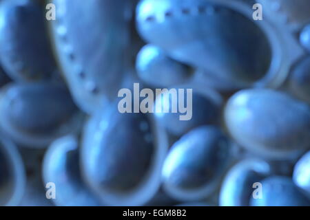 soft focus abstract shells Stock Photo