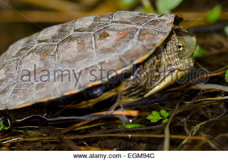 Spanish pond turtle / Mediterranean turtle / Spanish terrapin Stock ...