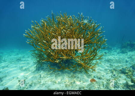 Colony of Staghorn coral, Acropora cervicornis, underwater in the Caribbean sea Stock Photo