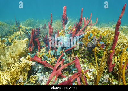 Lush Caribbean coral reef underwater with colorful sponges, natural scene