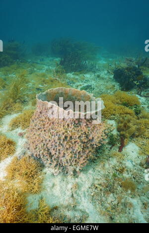 Underwater life, Giant barrel sponge, Xestospongia muta, on seafloor of the Caribbean sea Stock Photo