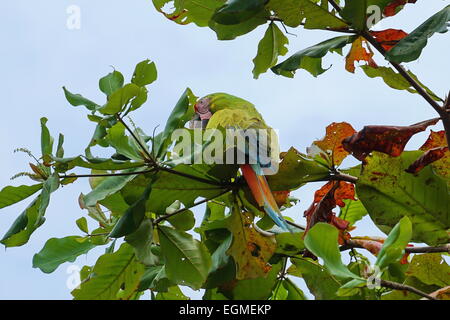 Great green macaw parrot bird, Ara ambiguus, on an Almond tree in Panama, Central America Stock Photo