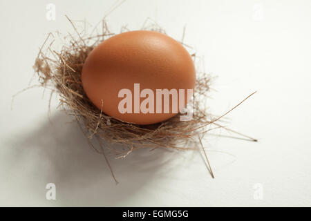 A chicken egg in a wild bird's delicate nest. Stock Photo