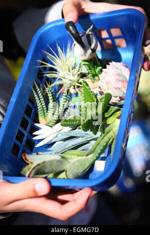 All kind of succulents in a plastic tray Stock Photo