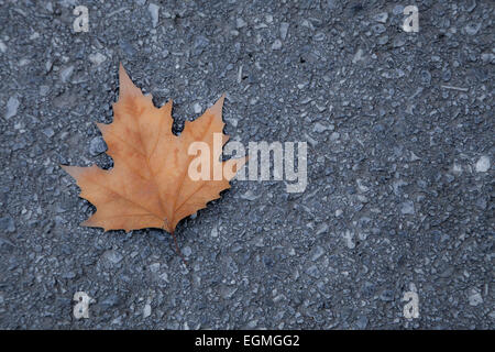 fallen leaf on the gray gravel pavement Stock Photo