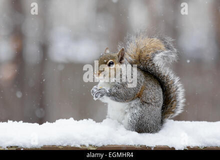 Eastern grey sqiurrel (Sciurus carolinensis) in the snow. Stock Photo