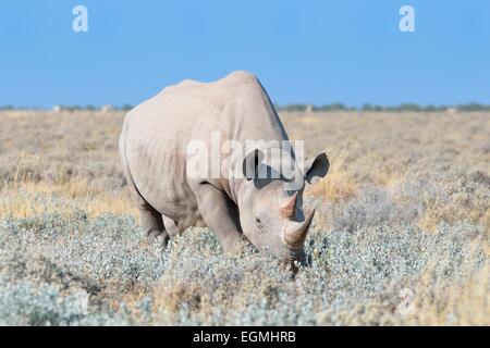 Black rhinoceros (Diceros bicornis), male walking in dry grass, Etosha National Park, Namibia, Africa Stock Photo