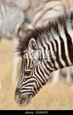 Burchell's zebra (Equus burchelli), foal, grazing, Etosha National Park, Namibia, Africa Stock Photo