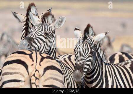 Two young Burchell's zebras (Equus burchelli), Etosha National Park, Namibia, Africa Stock Photo