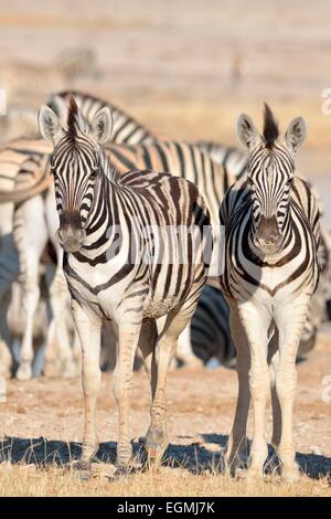 Two young Burchell's zebras (Equus burchelli), standing at waterhole, Etosha National Park, Namibia, Africa Stock Photo