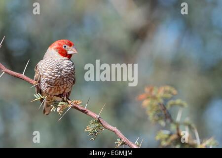 Red-headed Finch (Amadina erythrocephala), male perched on a branch, Kgalagadi Transfrontier Park, Northern Cape, South Africa Stock Photo