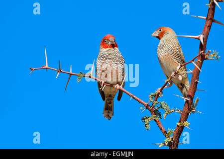 Red-headed Finches (Amadina erythrocephala), male and female, on a branch, Kgalagadi Park, Northern Cape, South Africa, Africa Stock Photo