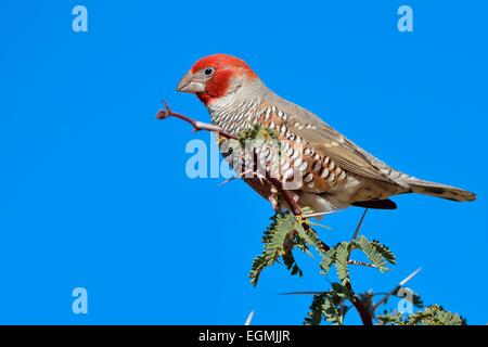 Red-headed Finch (Amadina erythrocephala), male, on top of a branch, Kgalagadi Transfrontier Park, Northern Cape, South Africa Stock Photo
