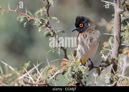 African Red-eyed Bulbul (Pycnonotus nigricans), on a branch, Kgalagadi Transfrontier Park, Northern Cape, South Africa, Africa Stock Photo
