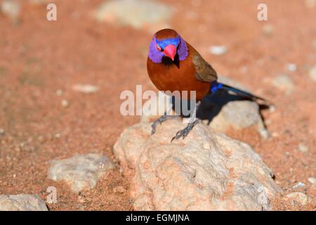 Violet-eared Waxbill (Uraeginthus granatina), male, standing on a stone, Kgalagadi Transfrontier Park,Northern Cape,South Africa Stock Photo