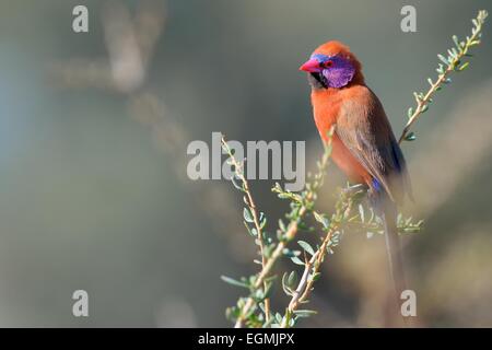 Violet-eared Waxbill (Uraeginthus granatina), male, perched on a twig, Kgalagadi Transfrontier Park, Northern Cape, South Africa Stock Photo