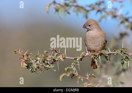 Red-headed Finch (Amadina erythrocephala), female sitting on a branch, Kgalagadi Transfrontier Park, Northern Cape, South Africa Stock Photo