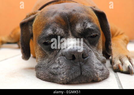 boxer breed sleeping on the floor Stock Photo