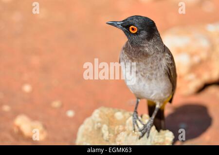 African Red-eyed Bulbul (Pycnonotus nigricans), on a stone, Kgalagadi Transfrontier Park, Northern Cape, South Africa, Africa Stock Photo
