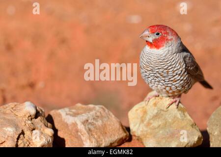 Red-headed Finch (Amadina erythrocephala), male sitting on a stone, Kgalagadi Transfrontier Park, Northern Cape, South Africa Stock Photo