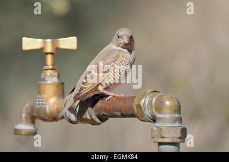 Red-headed Finch (Amadina erythrocephala), female, sitting on a pipe, Kgalagadi Transfrontier Park, Northern Cape, South Africa Stock Photo