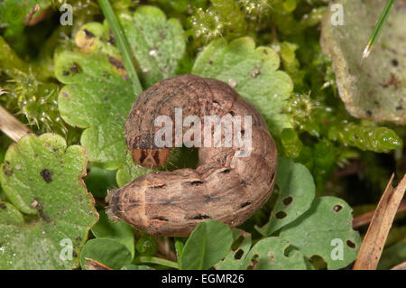 Large Yellow Underwing Moth (Noctua pronuba), caterpillar, Baden-Württemberg, Germany Stock Photo