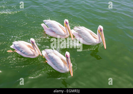Great White Pelicans (Pelecanus onocrotalus), Lagoon, Walvis Bay, Namibia Stock Photo