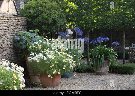Large pots and containers at Barbara Stockitts garden at West Kington, Wiltshire Stock Photo