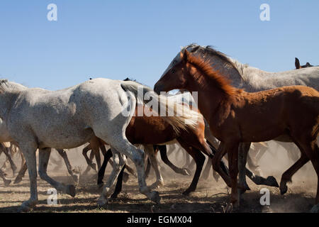 Herd of wild horses running free. Stock Photo