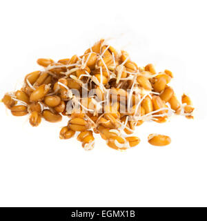 Heap of sprouting whole wheat isolated on white background. Stock Photo