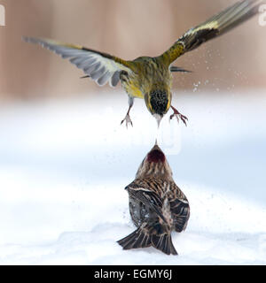 Siskin attacks Redpoll from above Stock Photo