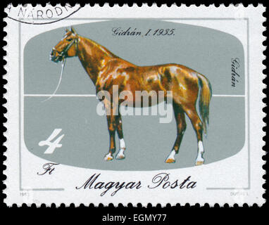 HUNGARY - CIRCA 1985: A stamp printed in Hungary shows The 200th Anniversary of Horse Keeping in Mezohegyes, Gidrán 1, circa 198 Stock Photo
