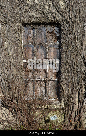 vegetation and ivy growing round window in empty hall near leeds yorkshire uk Stock Photo