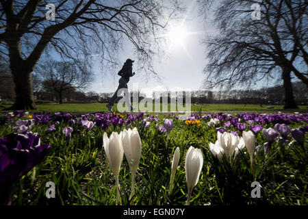 London, UK. 27th Feb, 2015. UK Weather: Spring flowers blooming Credit:  Guy Corbishley/Alamy Live News Stock Photo