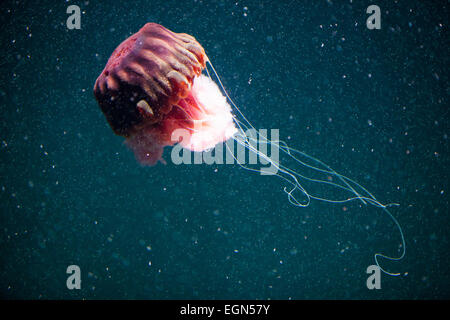 Impressive jellyfish swimming underwater with dark blue background ...