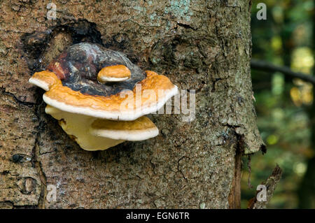 Late fall polypore / resinous polypore / benzoin bracket (Ischnoderma resinosum) on tree trunk Stock Photo