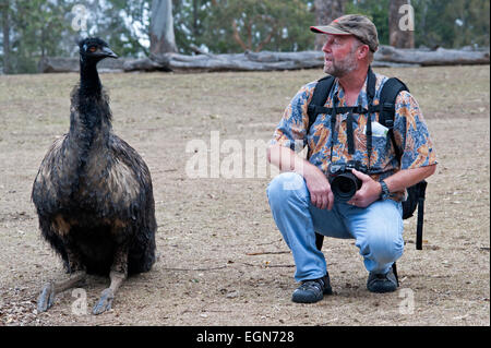 An emu with a male photographer at the Lone Pine Koala Sanctuary, Brisbane, Australia. Stock Photo