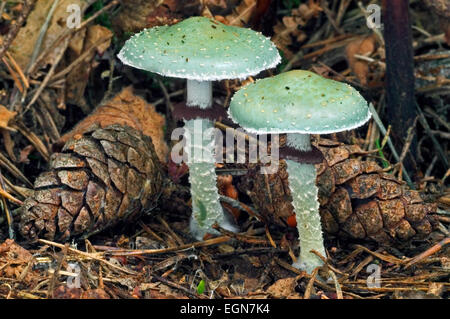 Verdigris agaric (Stropharia aeruginosa) mushrooms in coniferous forest Stock Photo