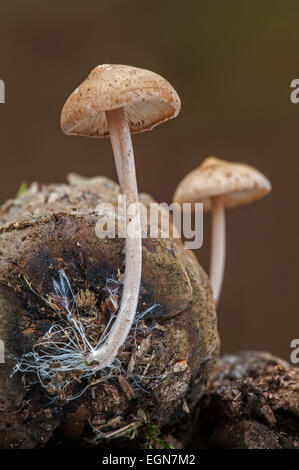 Conifercone cap (Baeospora myosura / Collybia myosura) growing on pinecone and showing mycelium resembling long coarse hairs Stock Photo